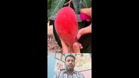 क्या शुगर में आम खा सकते हैं ।