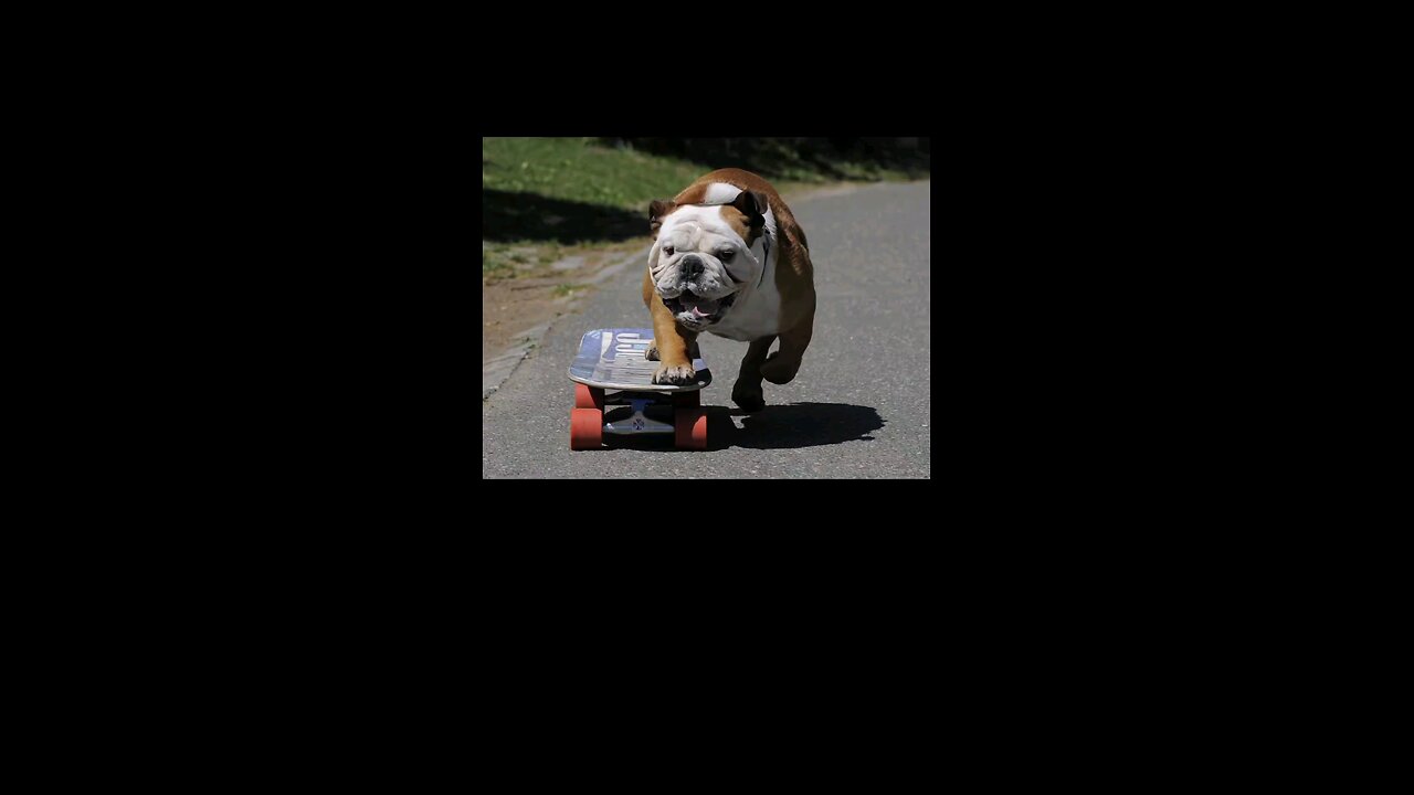 A Dog Goes Skateboarding