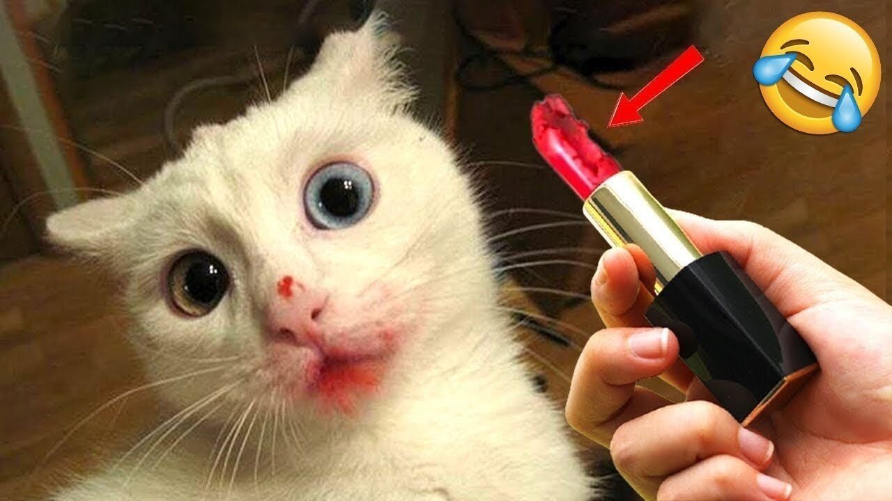 Viral Try Not To Laugh Cats And Dogs Videos 😁 - BEST Funny Animal Videos 2025