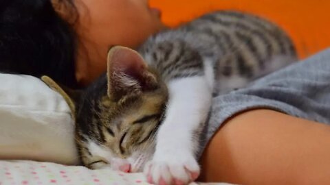 Every night, my cat and mine share a pillow Cute Cats And Their Owners Sleep Together