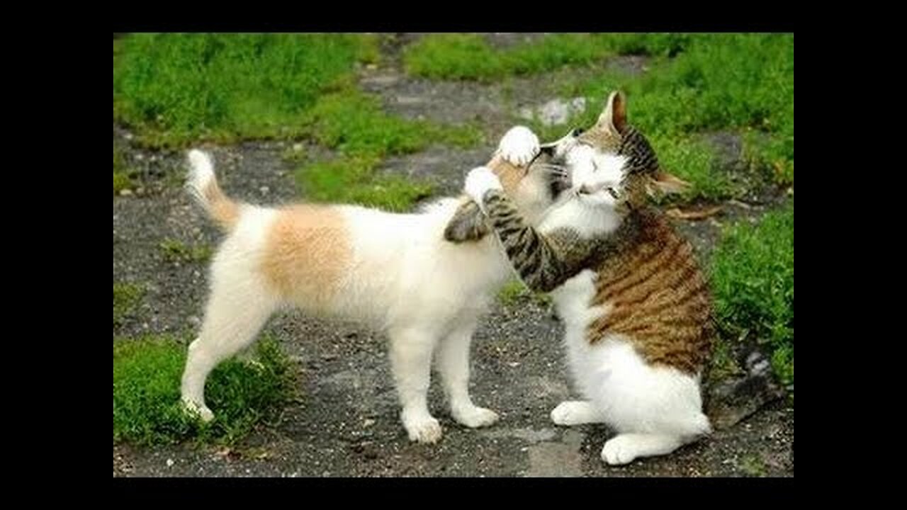 CATS or DOGS - Who is better? - Ultimate funny cats and dogs compilation
