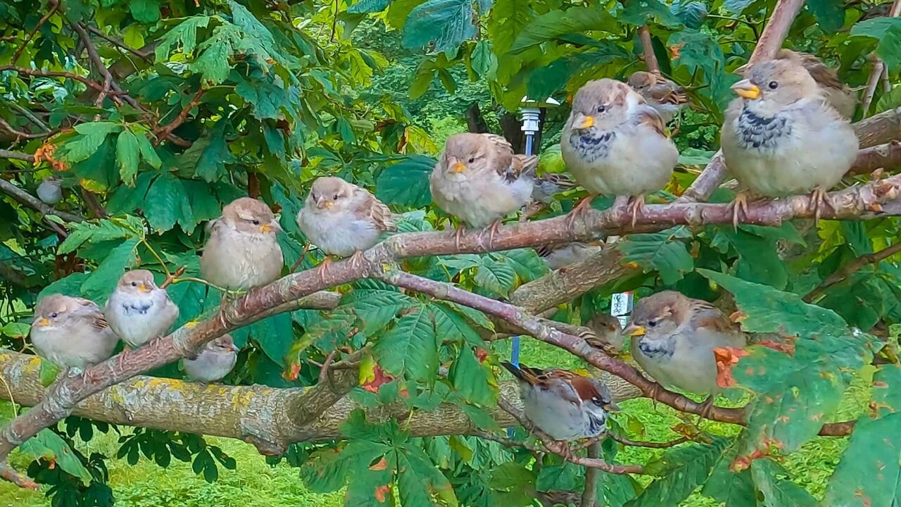Ripe Fruits of the Sparrow Tree. Sparrows are not Birds they are Fruits!