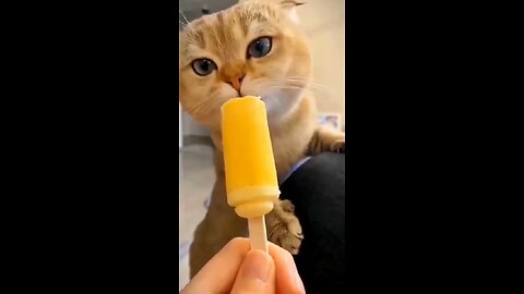 Ice cat