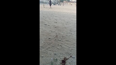 cricket