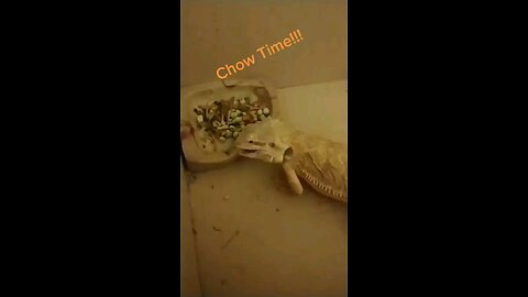 1st #DragonBoyReg Video