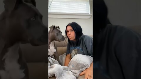 Funny Animals Compilation #funnyanimals #animals #pets #shorts