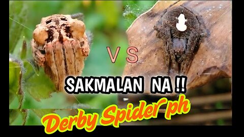 Spider Showdown: Nature’s Most Fierce Tiny Battles!