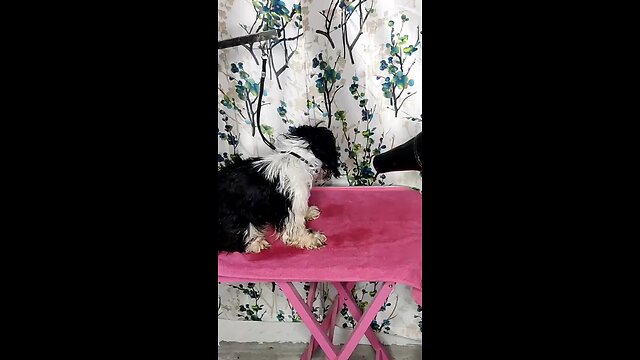 shih tzu