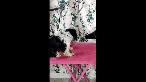 shih tzu