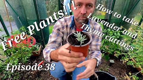 Free Plants! How to take Lavender and thyme cuttings.