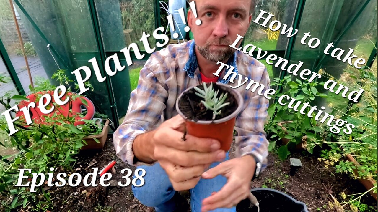 Free Plants! How to take Lavender and thyme cuttings.
