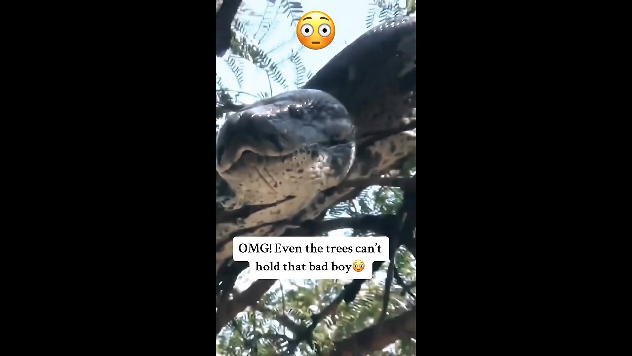massive snake on a tree