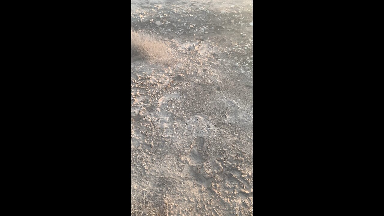 I Found a Baby Bird- Can You Help Identify It?