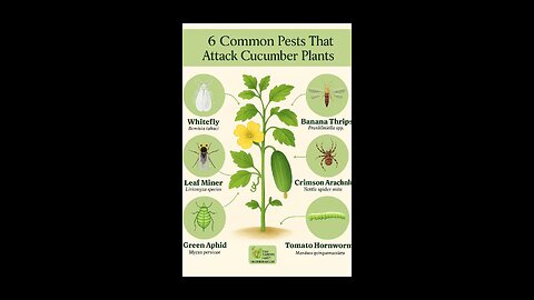Learn Pest Control for Cucumbers 🥒