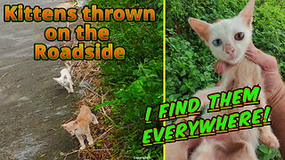 Kittens Thrown on the Roadside — A Day in Indonesia’s Dumping Crisis 💔
