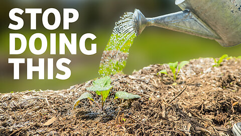 EP #469 Don’t Transplant These Crops—Why Direct Seeding Works Better w/ Don Tipping