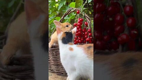 Little Rabbit’s debut plan for a cute pet with a pouty mouth Rabbit, a cute little pastoral pet