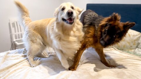 Funny Dogs Occupying the Owner's Bed to Play