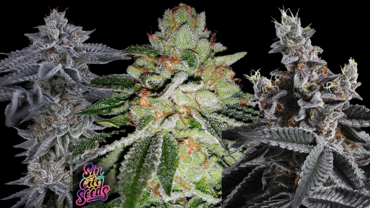 Sin city seeds