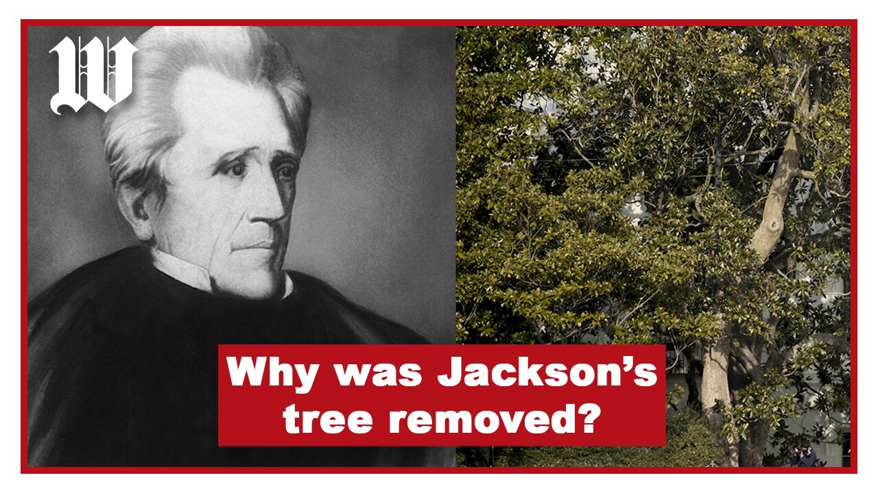 Magnolia tree on White House grounds cut down, thought to be planted by Andrew Jackson