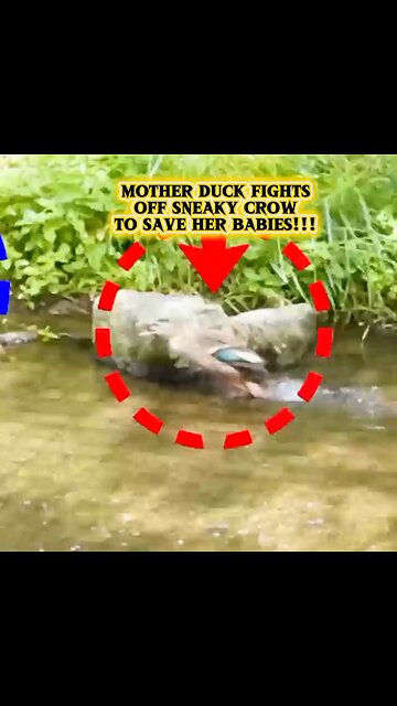 MOTHER Duck Fights Off Sneaky Crow to Save Her Babies | Duck Family Adventures 🦆🐥😱🐦‍⬛