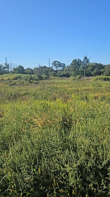 A View of some Illinois Low Wetlands