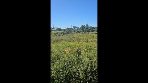 A View of some Illinois Low Wetlands