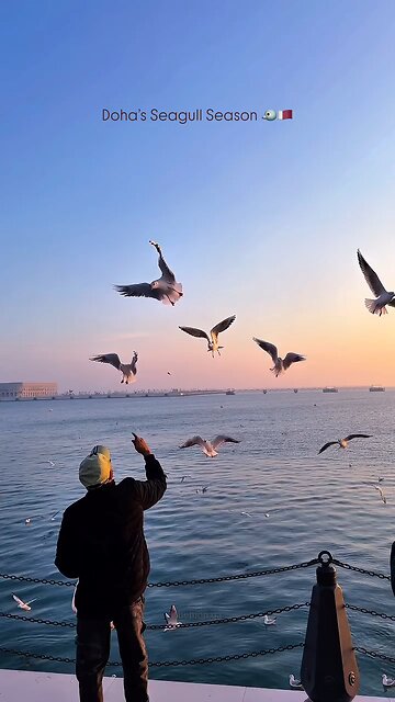 Seagull season in Doha