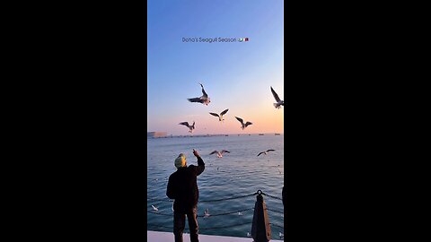 Seagull season in Doha