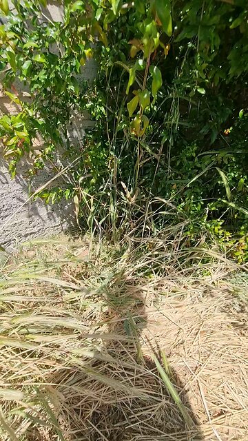 Hello cat lovers can someone congratulate me on the three new kittens?