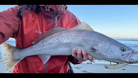 Southern California Surf Fishing Report 2 13 26