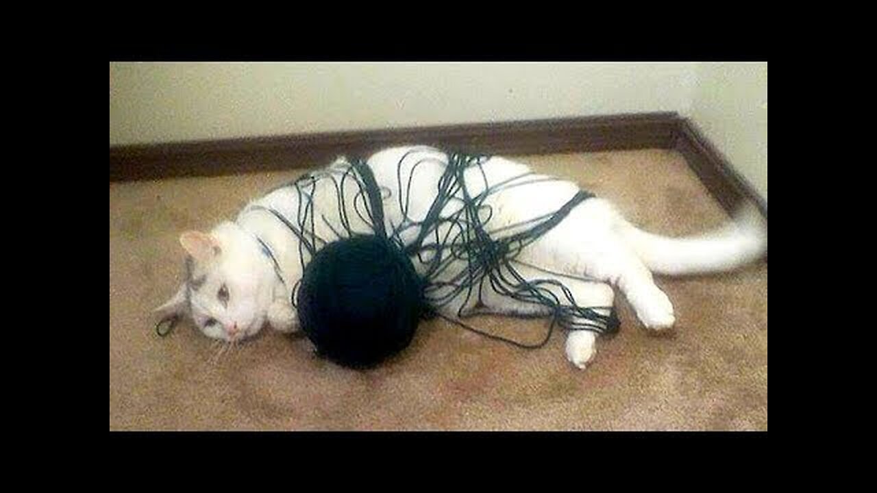 Looking for a GOOD LAUGH? WATCH THIS! - Super FUNNY ANIMAL compilation