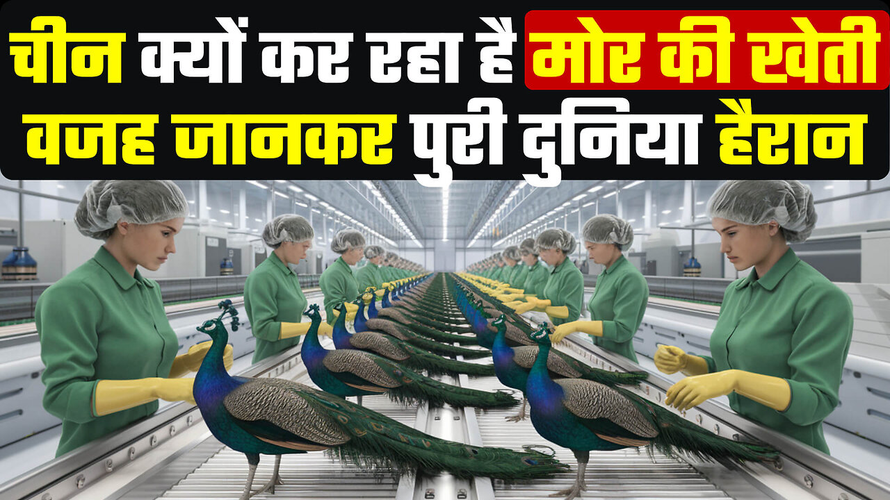 चीन का मोर फार्मिंग राज़ | क्या Indian Farmers इसे कर सकते हैं? 🦚💰Peacock Farming Techniques