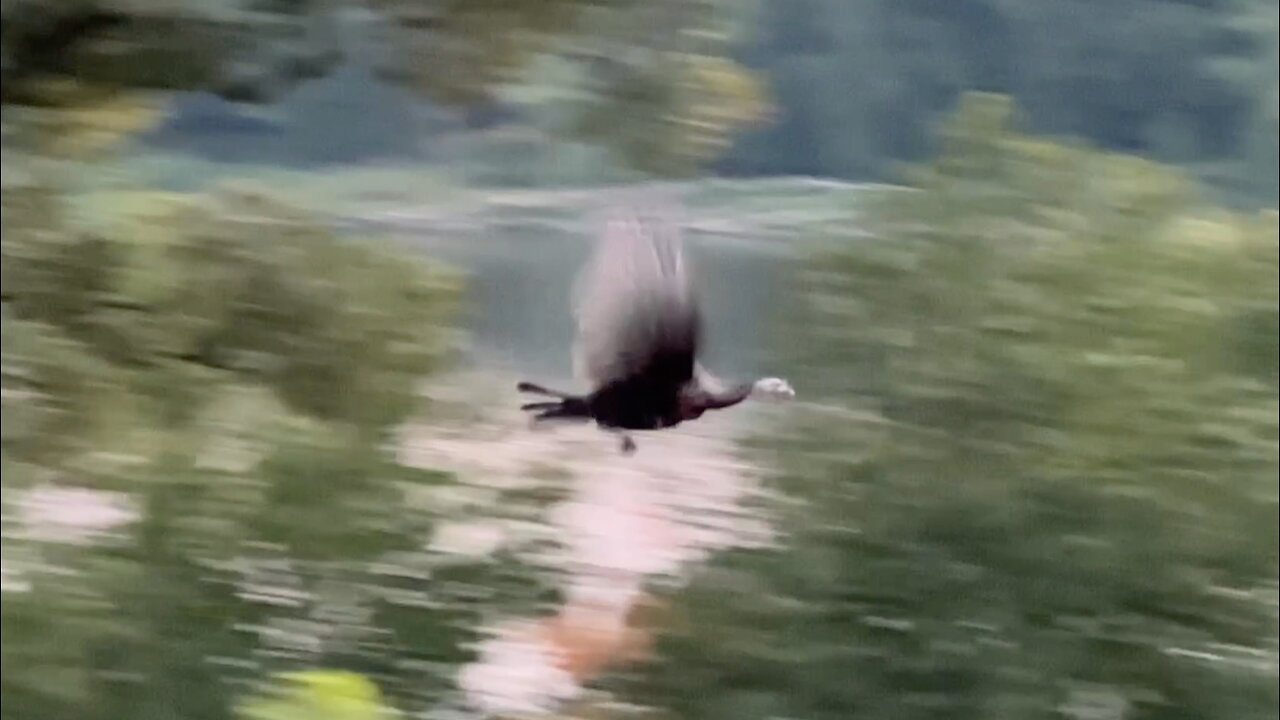 Wild Turkey Flies Along the Mississippi River