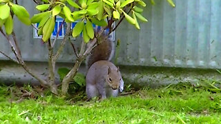 IECV NV #808 - Grey Squirrel Planting His Filbert Nuts 4-12-2019