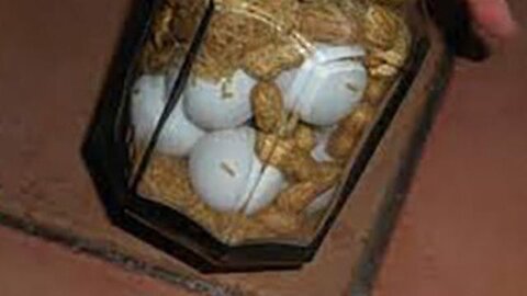 How to Keep Eggs Fresh For at Least a Decade