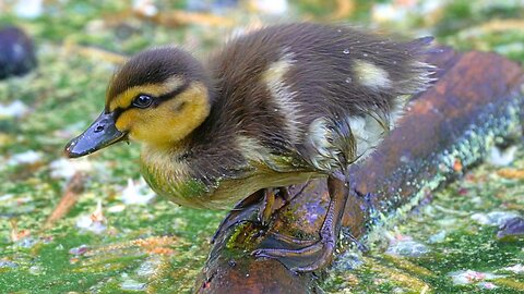 Mallard Duck Ducklings Foraging at the End of the Moat Pond