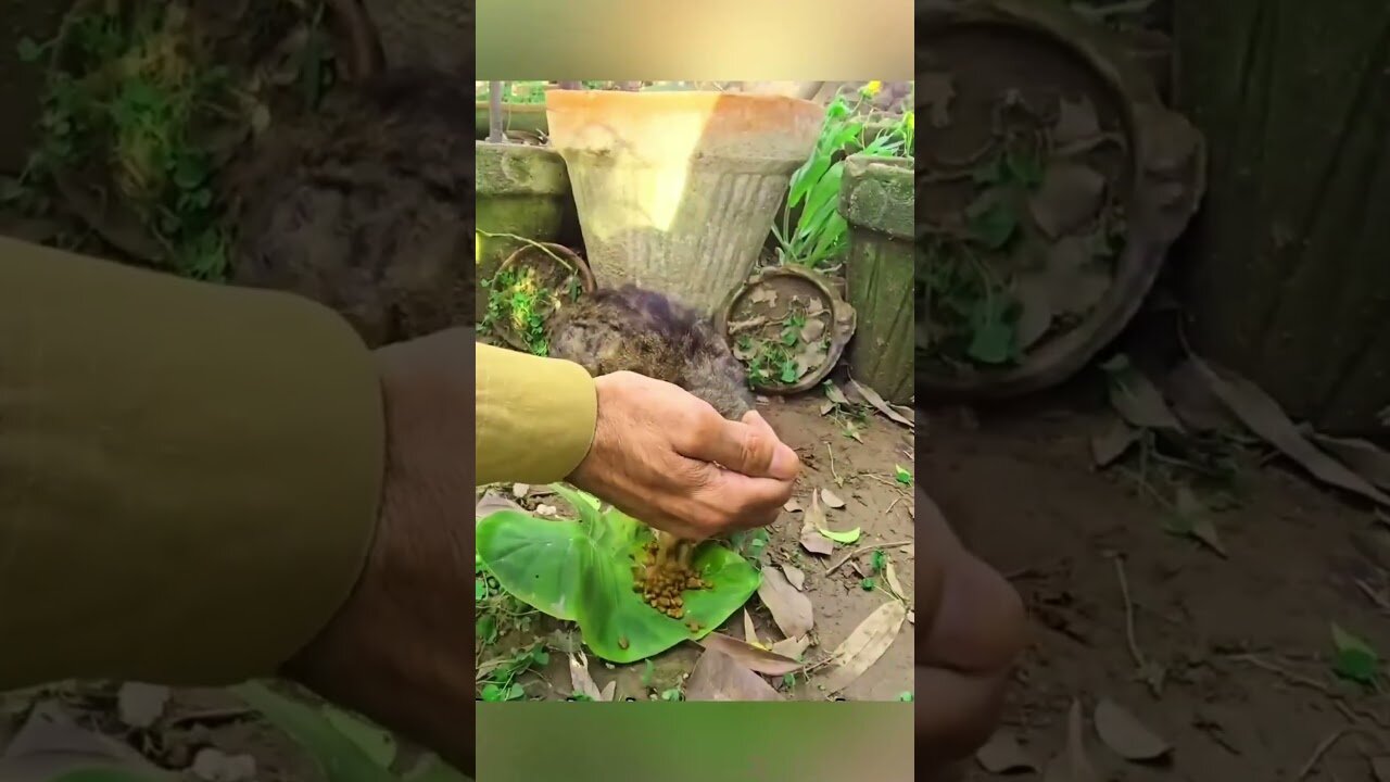 The homeless cat was afraid of people but the man managed to make friends with her and take her home