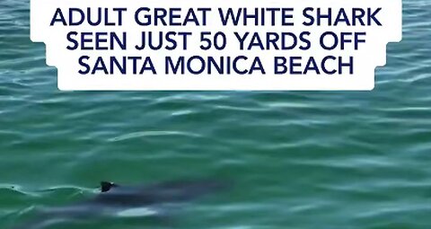 15-foot great white shark was spotted just 50 yards from Santa Monica beach