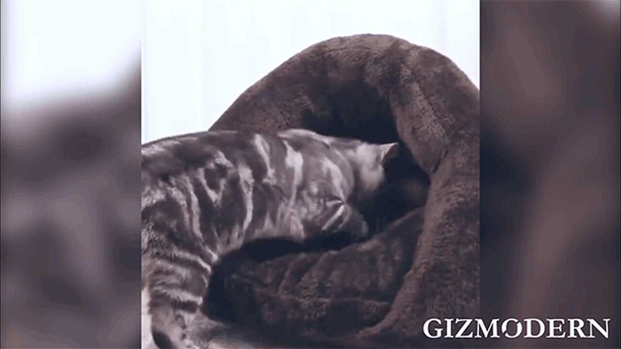 Give Your Furriend as Cozy a Home Like Yours