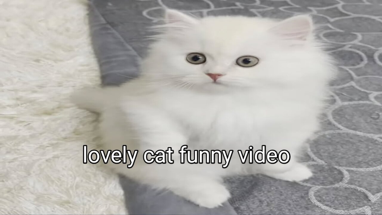 lovely cat funny video
