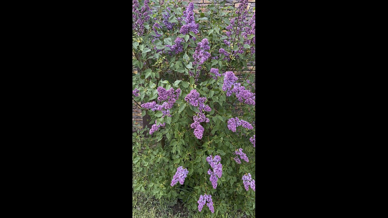 Lilac
