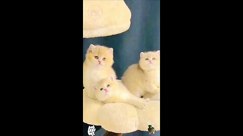 cute kitten,s 🥰😺🥰 #shorts
