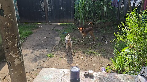 dogs vs reptile