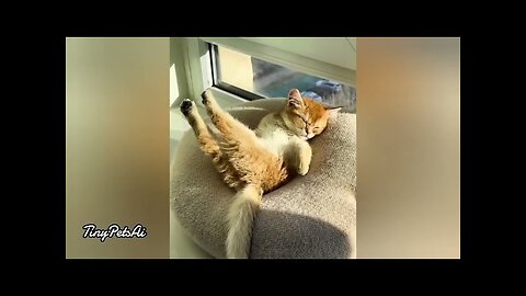 You Laugh You Lose | Funny Animals p10