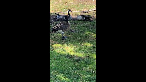 Canada Goose 🪿 #canadagoose #short #viral #followme #goose #trending #grass