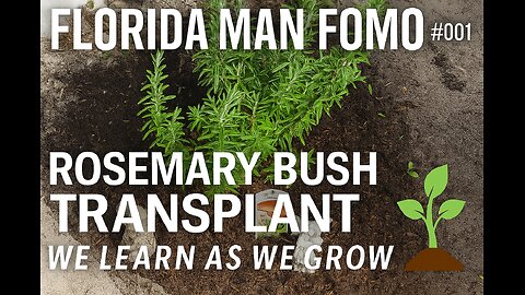 Florida Man Fomo #001 | Rosemary Bush Transplant 🌿 ( Learn as WE Grow)