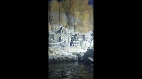 penguins