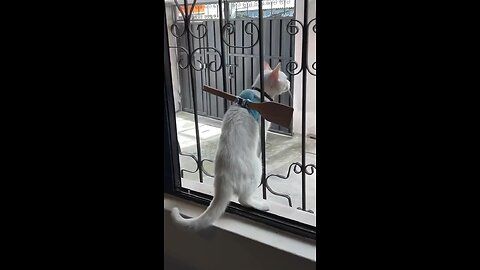 I don't want to go out.🐈🙄