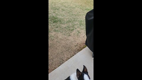 Dog FRISBEE under Automower